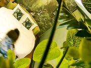 大奶美眉开房约炮有点矜持